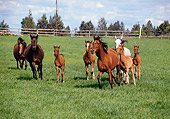 HOR 01 RK1083 03
Herd Of Arabian Horses Galloping On Grass