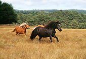 HOR 01 RK1098 10
A Herd Of Icelandic Horses Galloping On Pasture By Trees