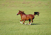 HOR 01 RK1121 11
Arabian Mare Galloping On Pasture