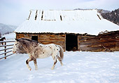 HOR 01 RK1172 08
White And Brown Horse Standing On Snow By Barn
