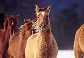 HOR 01 RK1190 01
Herd of Horses.