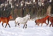HOR 01 RK1218 03
Herd of Horses Running In Snow