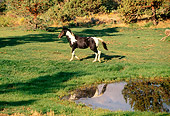 HOR 01 RK1243 02
Black And White Paint Horse Trotting By Pond