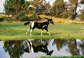 HOR 01 RK1251 02
Painted Horse Black And White Trotting On Grass By Water And Trees