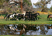 HOR 01 RK1258 39
Herd of Painted Horses Galloping On Grass By Water And Trees