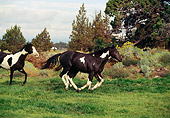 HOR 01 RK1265 09
Painted Horses.