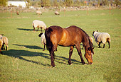 HOR 01 RK1304 02
Brown Horse Grazing On Grass By Sheep