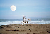 HOR 01 RK1419 01
White Horse Galloping On Beach With Full Moon By Special Effects Filtered
