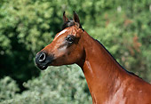 HOR 01 RK1466 11
Profile Head Shot Of Brown Bay Horse Trees Background