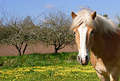 HOR 01 SJ0001 01
Head Shot Of Palomino Horse Standing In Pasture