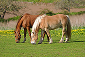 HOR 01 SJ0002 01
Two Horses Grazing In Pasture