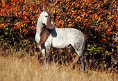 HOR 01 SS0001 01
Dapple Gray Andalusian Horse Standing In Pasture