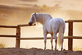 HOR 01 SS0002 01
Gray Andalusian Horse Standing In Arena By Fence
