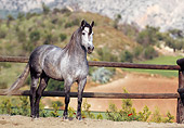 HOR 01 SS0003 01
Gray Andalusian Horse Standing In Arena By Fence