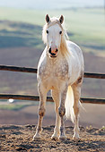 HOR 01 SS0004 01
Dapple Gray Andalusian Horse Standing In Arena By Fence