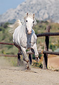 HOR 01 SS0005 01
Dapple Gray Andalusian Horse Galloping In Arena By Fence