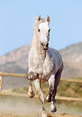 HOR 01 SS0006 01
Dapple Gray Andalusian Horse Galloping In Arena By Fence