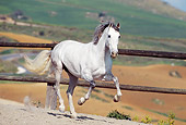 HOR 01 SS0007 01
Gray Andalusian Horse Galloping In Arena By Fence