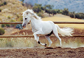 HOR 01 SS0008 01
Gray Andalusian Stallion Galloping In Arena By Fence