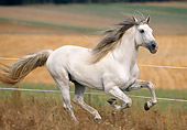 HOR 01 SS0009 01
Gray Andalusian Horse Galloping In Pasture By Fence