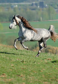 HOR 01 SS0010 01
Dapple Gray Andalusian Horse Galloping In Pasture