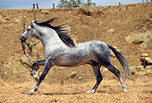 HOR 01 SS0011 01
Dapple Gray Andalusian Horse Galloping In Dry Pasture