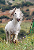 HOR 01 SS0012 01
Gray Andalusian Horse Trotting In Pasture