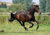 HOR 01 SS0013 01
Dark Brown Andalusian Stallion Cantering In Pasture