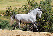 HOR 01 SS0014 01
Gray Andalusian Horse Cantering In Pasture