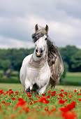 HOR 01 SS0015 01
Gray Andalusian Horse Trotting In Pasture Of Red Flowers
