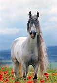 HOR 01 SS0016 01
Gray Andalusian Horse Standing In Pasture Of Red Flowers
