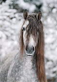 HOR 01 SS0017 01
Head Shot Of Dapple Gray Andalusian Horse