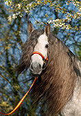 HOR 01 SS0018 01
Head Shot Of Dapple Gray Andalusian Horse