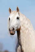 HOR 01 SS0019 01
Head Shot Of Gray Andalusian Horse