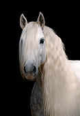 HOR 01 SS0020 01
Head Shot Of Gray Andalusian Horse