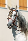HOR 01 SS0021 01
Head Shot Of Gray Andalusian Horse Bridled