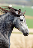 HOR 01 SS0022 01
Head Shot Of Dapple Gray Andalusian Horse Cantering