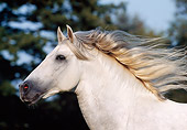 HOR 01 SS0023 01
Head Shot Of Gray Andalusian Horse Cantering