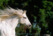 HOR 01 SS0024 01
Head Shot Of Gray Andalusian Horse Cantering