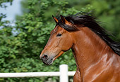 HOR 01 SS0025 01
Head Shot Of Bay Andalusian Horse Cantering