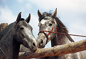 HOR 01 SS0026 01
Head Shot Of Two Gray Andalusian Horses Nuzzling Over Fence