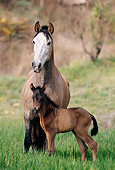 HOR 01 SS0027 01
Gray Andalusian Mare And Foal Standing In Pasture