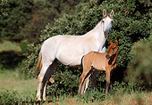 HOR 01 SS0028 01
Gray Andalusian Mare And Bay Foal Standing In Pasture