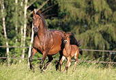 HOR 01 SS0029 01
Bay Andalusian Mare And Foal Cantering In Pasture