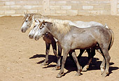 HOR 01 SS0030 01
Three Gray Andalusian Horses Walking In Arena
