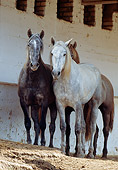 HOR 01 SS0031 01
Three Gray Andalusian Horses Standing In Arena