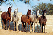 HOR 01 SS0032 01
Five Andalusian Horses Standing In Arena