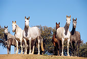 HOR 01 SS0033 01
Herd Of Andalusian Horses Standing In Pasture