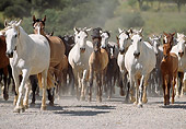 HOR 01 SS0034 01
Herd Of Andalusian Horses Running