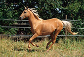 HOR 01 SS0035 01
Palomino Akhal-Teke Horse Cantering In Pasture